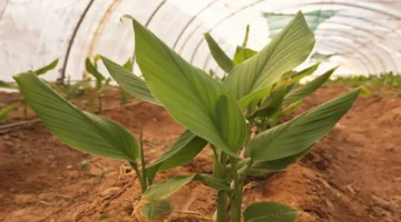 محصول الكركم الذهبي في تبوك يحقق إنتاجاً استثنائياً خلال 8 أشهر 1